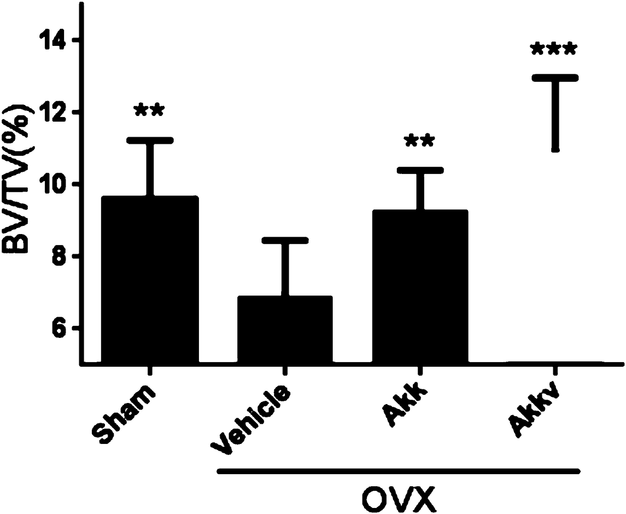 Application of probiotics and outer membrane vesicles thereof to preparing medicines for preventing and treating osteoporosis