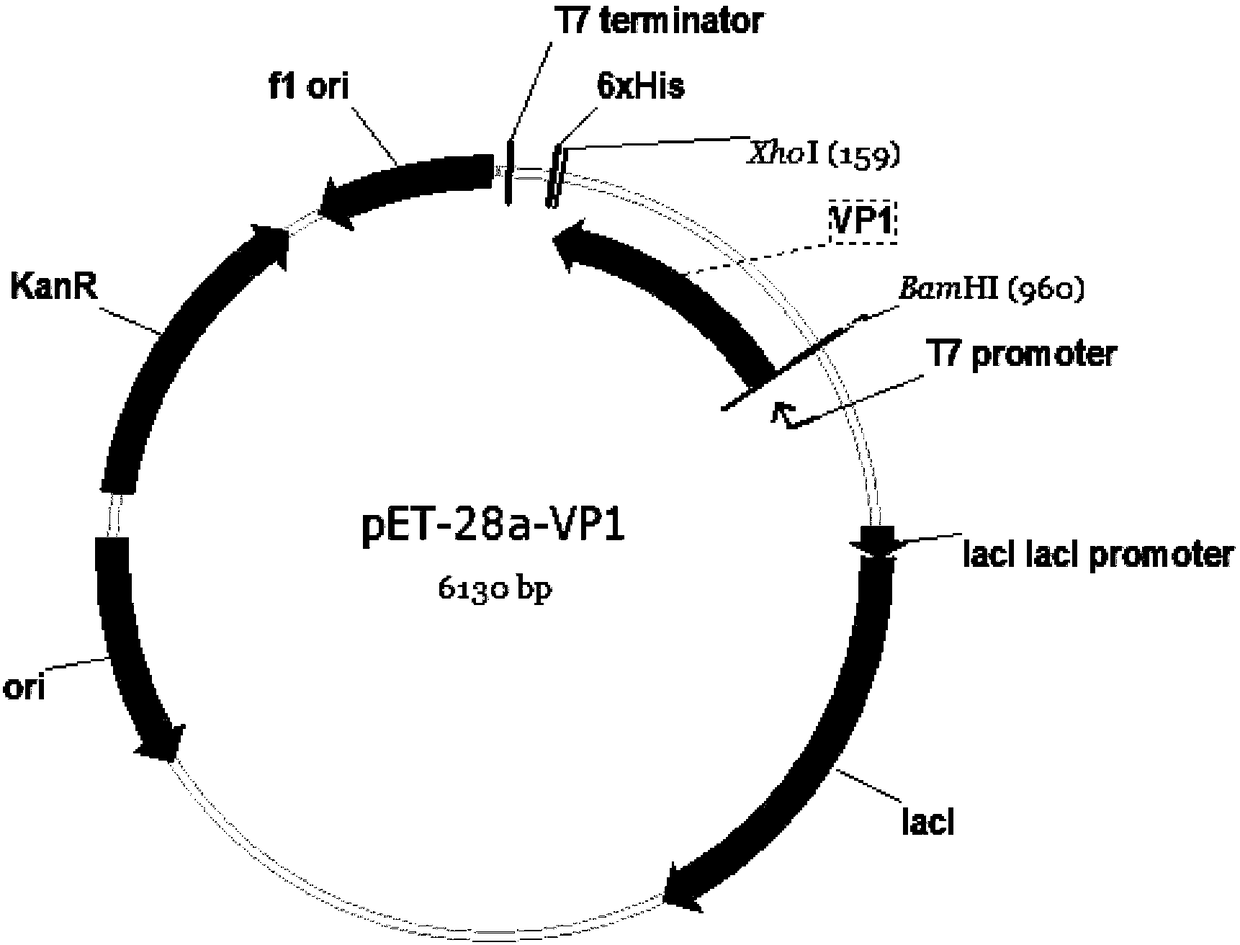 Seneca Valley virus VP1 protein, coding gene, hybridoma cell line and monoclonal antibody and application thereof