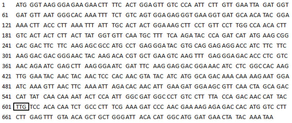 Expression system of yeast namely Candida jeffriesii capable of using xylose