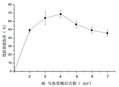 Method for screening mitochondria targeted compounds by using zebra fish