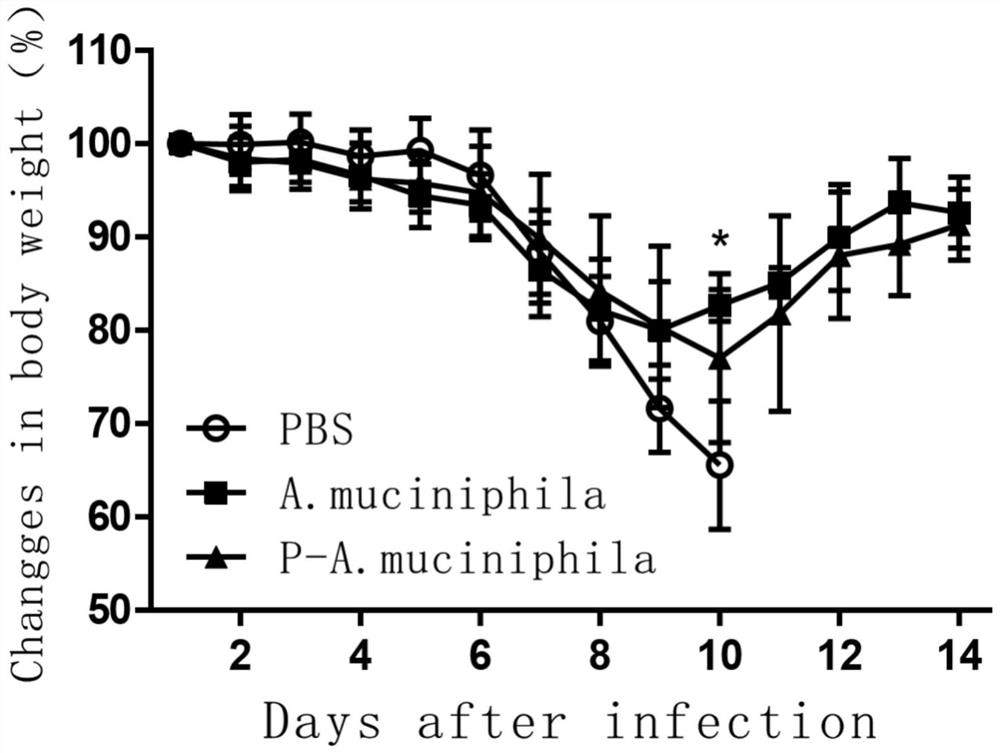 Application of Akkermansia muciniphila in the preparation of probiotics for treating or preventing avian influenza virus infection