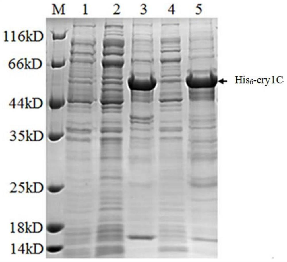 A kind of immunogenic cry1c recombinant protein, isolated nucleic acid molecule and application thereof