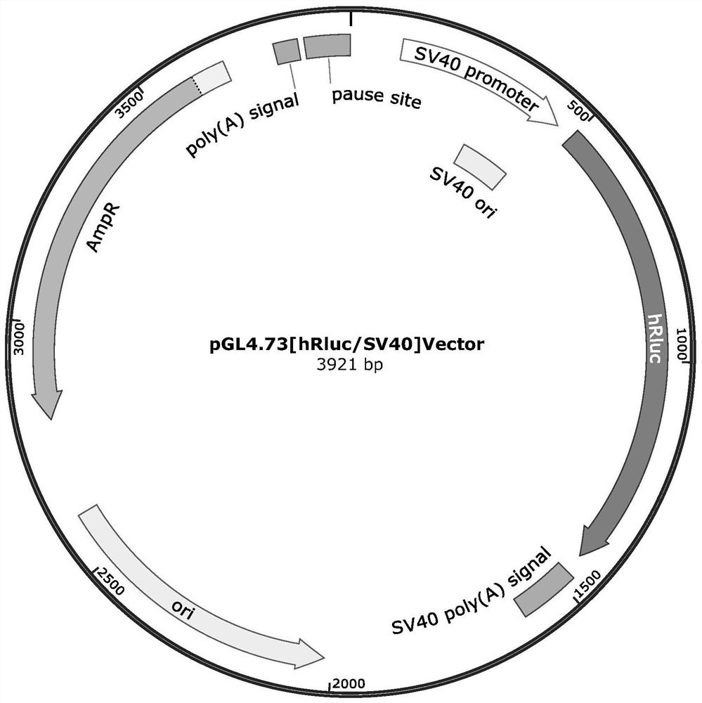 Promoter of map4k4 resistance gene map4k4 of bt insecticidal protein cry1ac in diamondback moth and its application