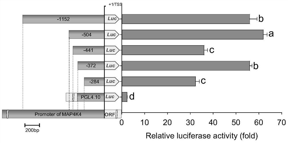 Promoter of map4k4 resistance gene map4k4 of bt insecticidal protein cry1ac in diamondback moth and its application