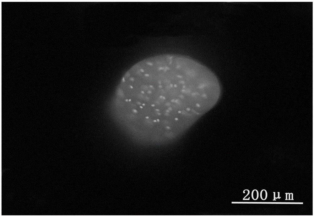 Tissue engineering cartilage composite scaffold and preparation method thereof