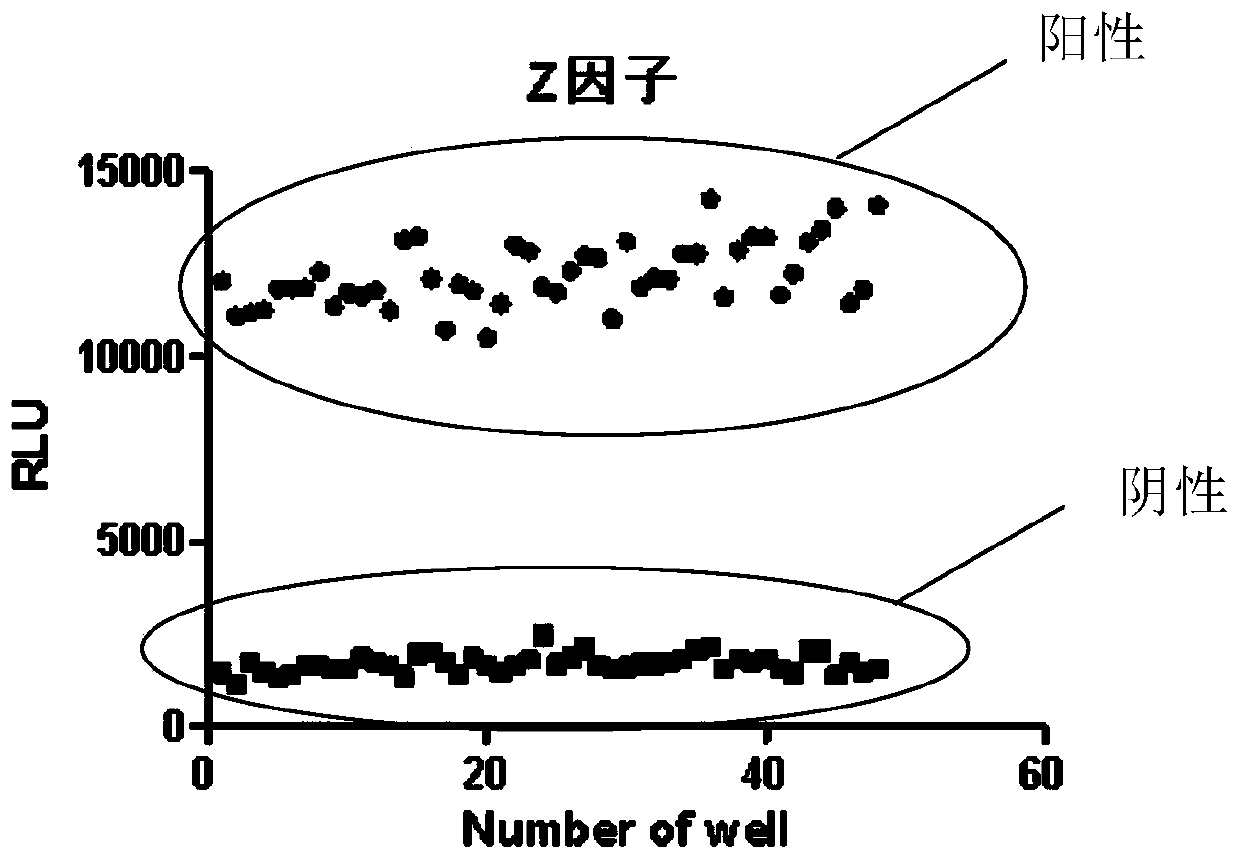 Rapid detection method of TTK enzyme activity and application of rapid detection method