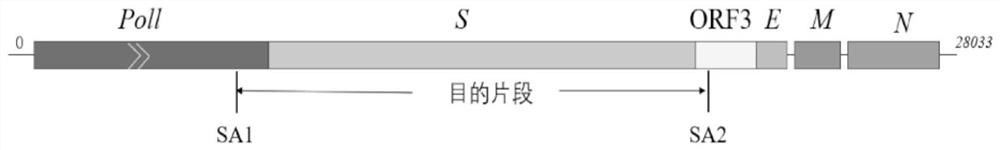 Porcine epidemic diarrhea virus S gene complete sequence amplifying method and application thereof