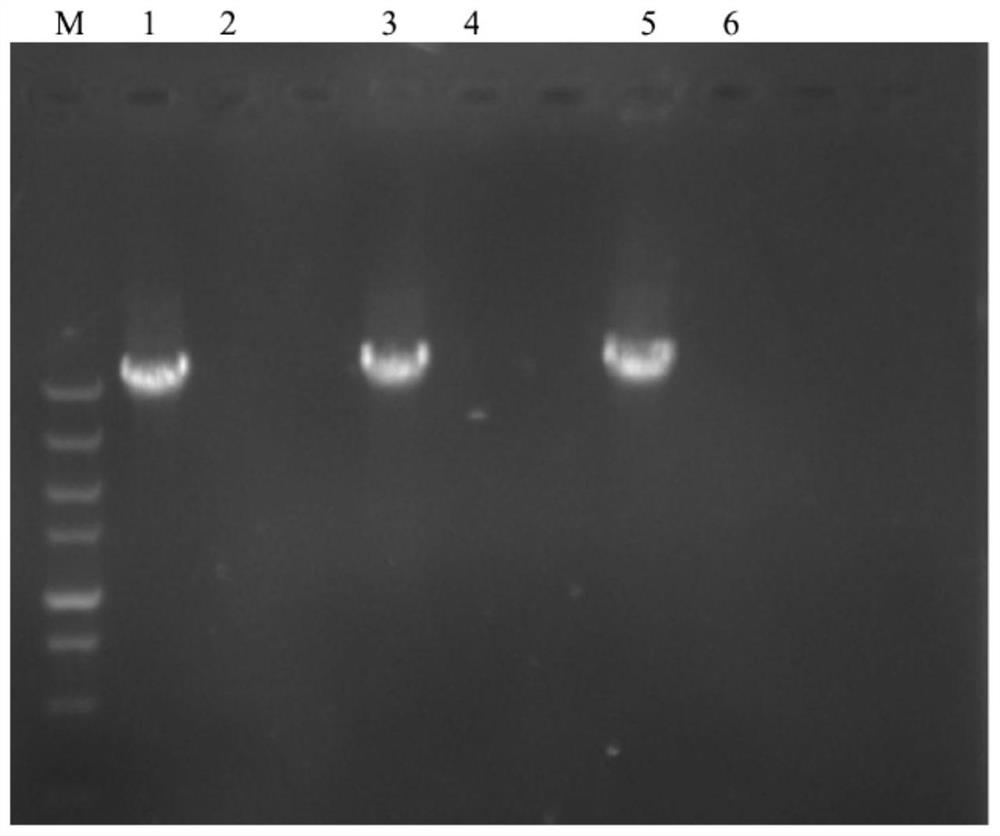 Porcine epidemic diarrhea virus S gene complete sequence amplifying method and application thereof