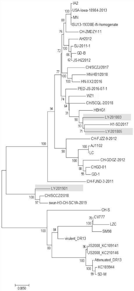 Porcine epidemic diarrhea virus S gene complete sequence amplifying method and application thereof