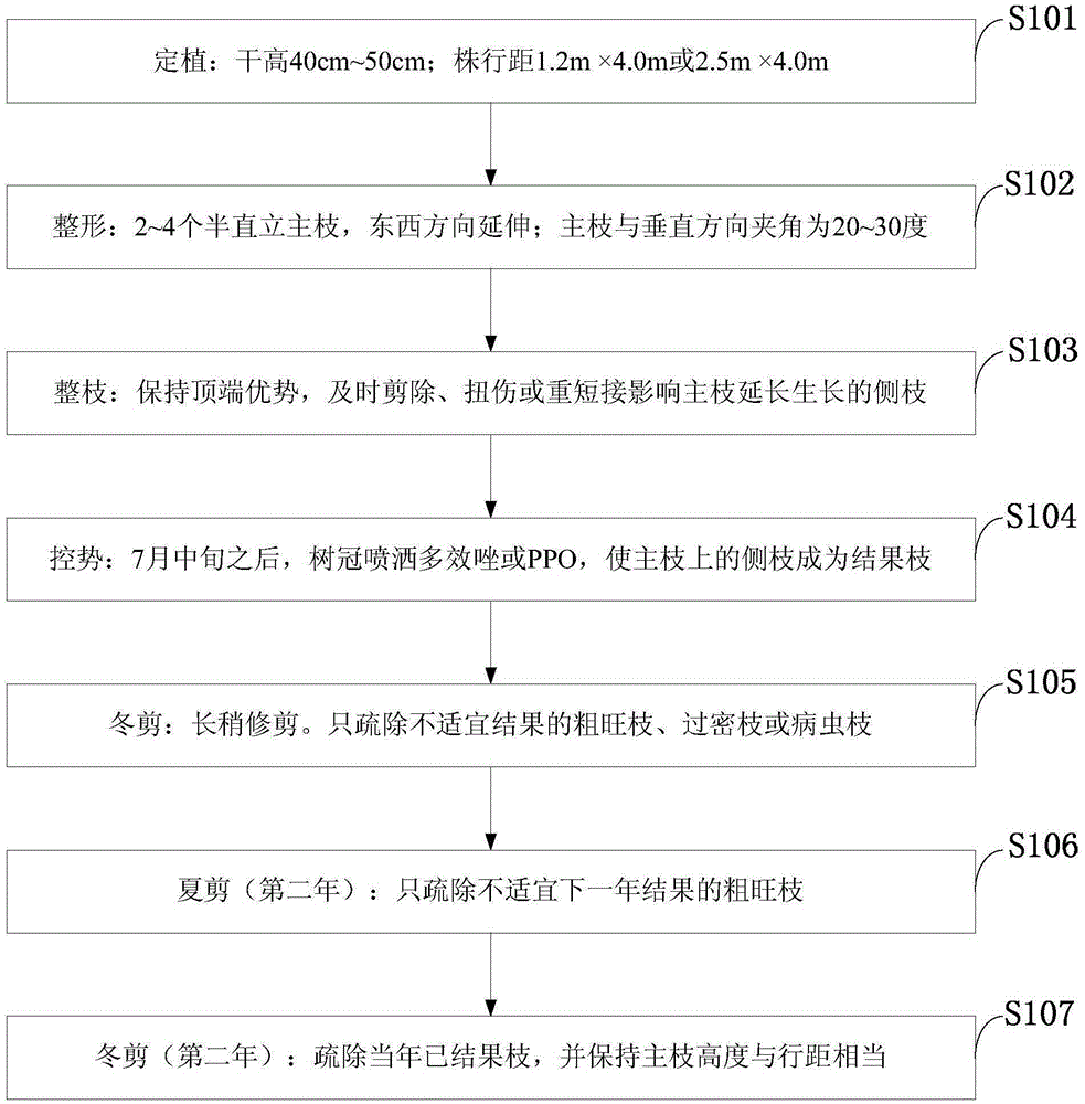 High photosynthetic efficiency tree form cultivation method for peach trees with multiple semi-upright main branches and without side branches