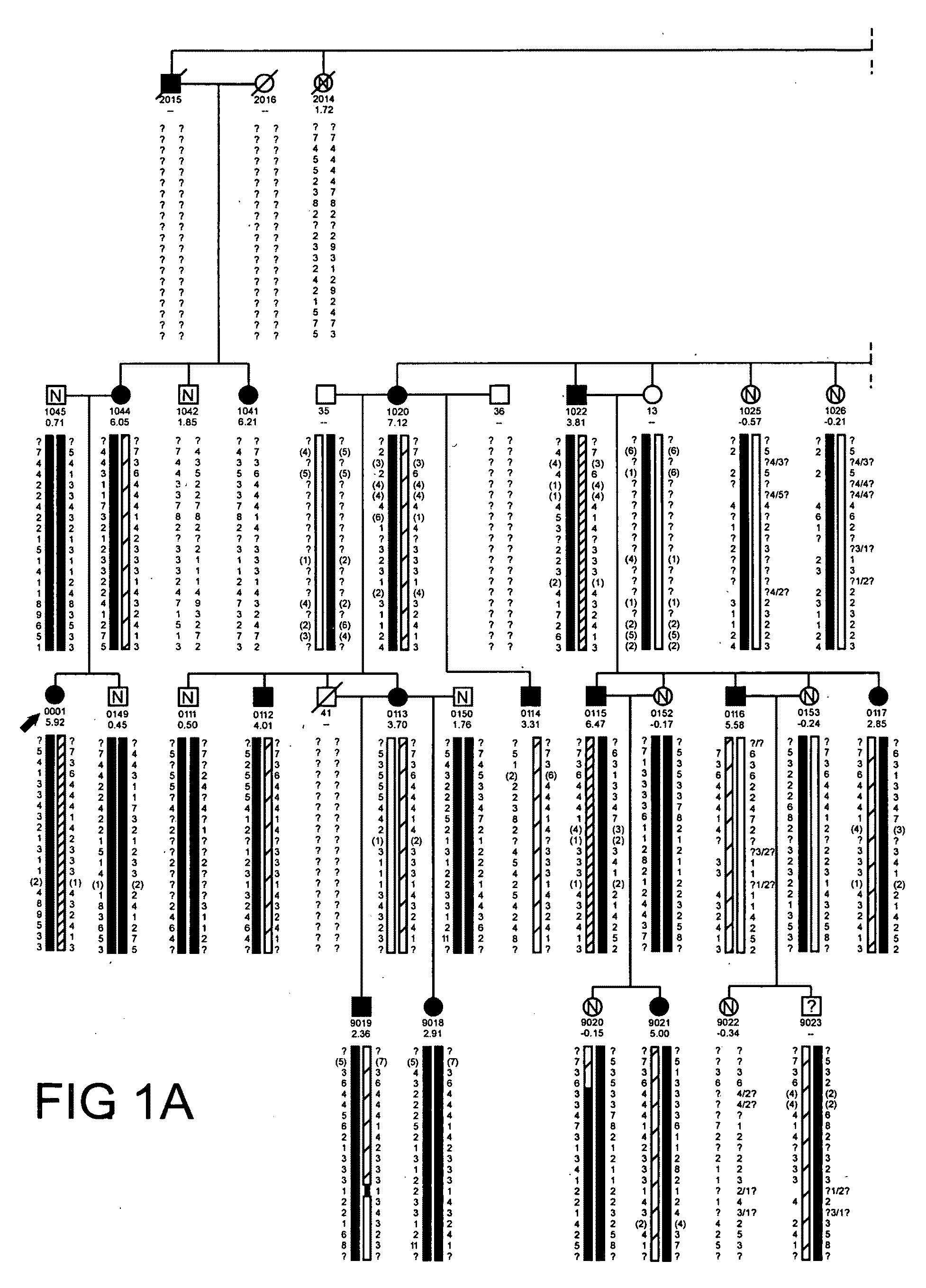 HBM variants that modulate bone mass and lipid levels