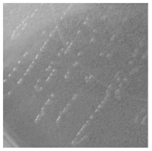 Microbial composition, microbial preparation and method for sandy soil improvement