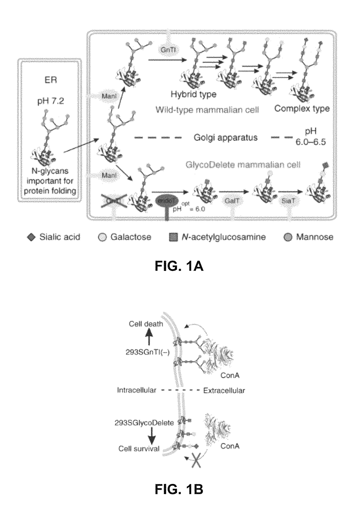 Cells producing Fc-containing molecules having altered glycosylation patterns and methods and use thereof