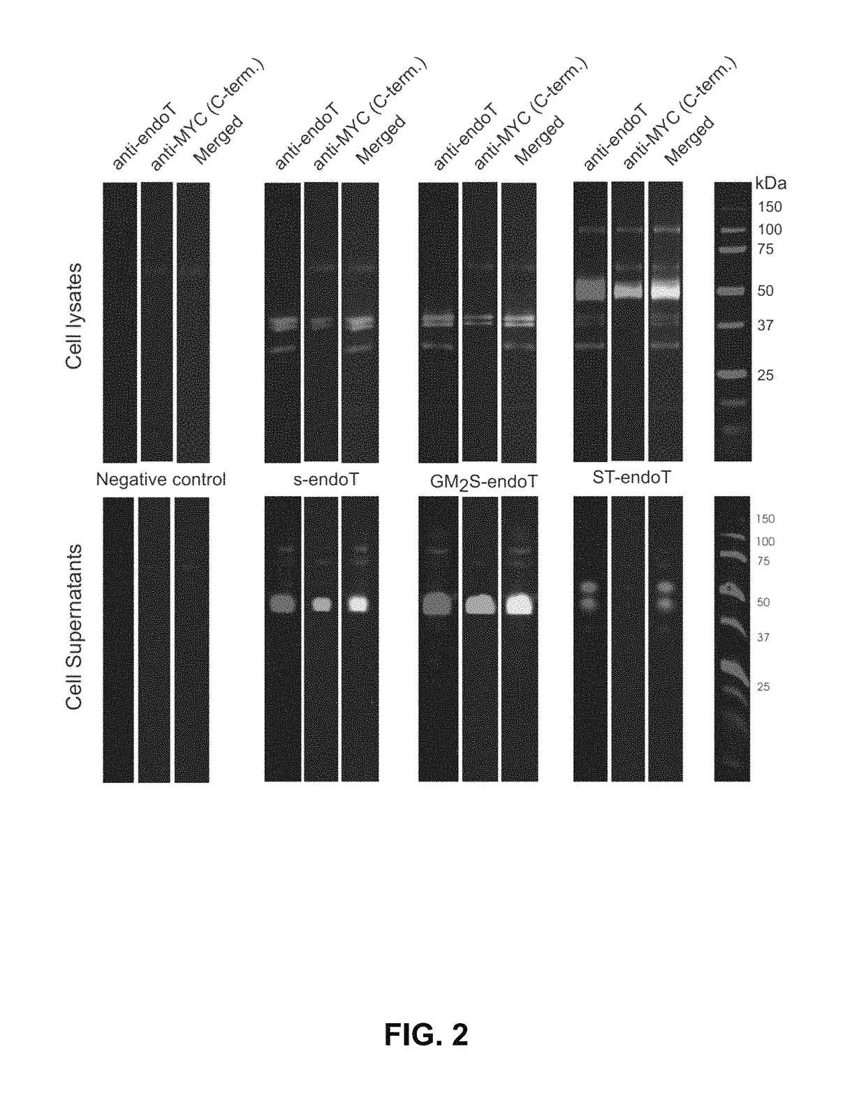 Cells producing Fc-containing molecules having altered glycosylation patterns and methods and use thereof