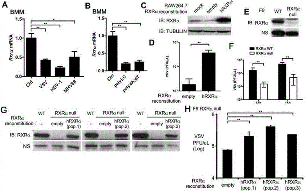 Method for screening Ifn[beta], Isg15, Gbp-1, Oas2, Irf7, Isg20 and Ifn4 agonists and antagonists