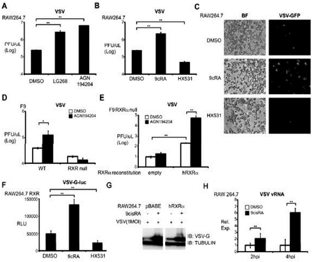 Method for screening Ifn[beta], Isg15, Gbp-1, Oas2, Irf7, Isg20 and Ifn4 agonists and antagonists