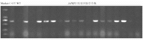 Julans sigillata Dode proline-enriched protein gene JsPRP1 and applications thereof