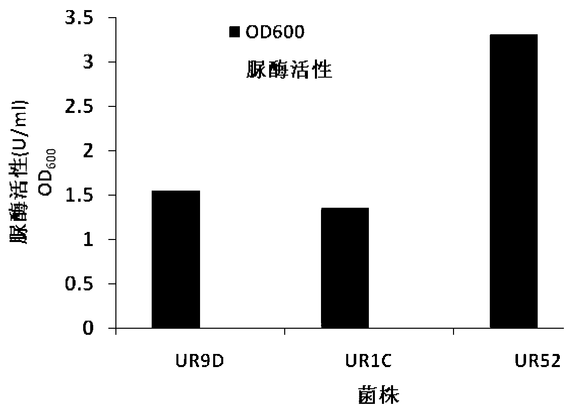 Bacillus lentus and method for generating by inducing bacillus lentus for reinforcing foundation