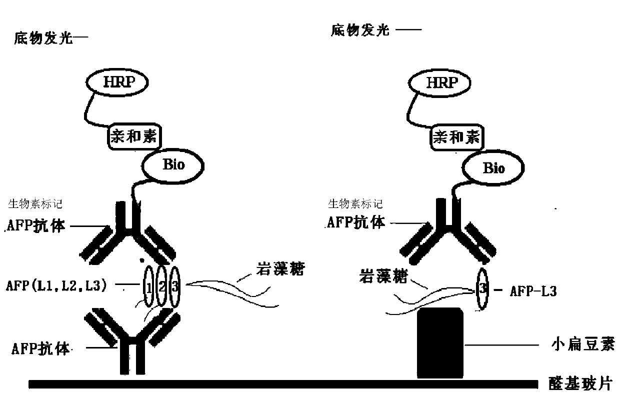 Chemiluminescent protein chip, kit and detection method for detecting serum glycoprotein fucose index