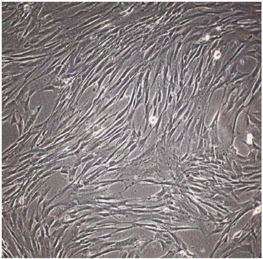 Method for preparing and preserving umbilical arterial and vein vascular peripheral stem cells