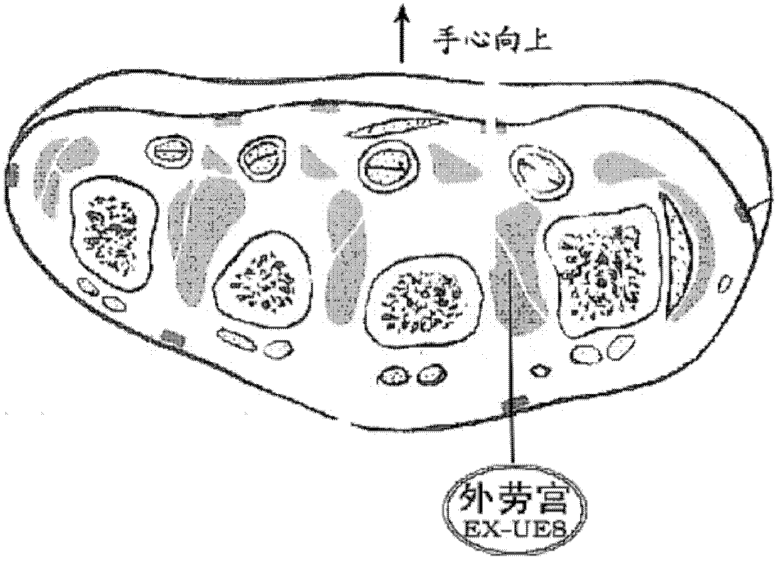 Manufacturing and identification method of meridian acupoint level anatomy teaching and research display specimen