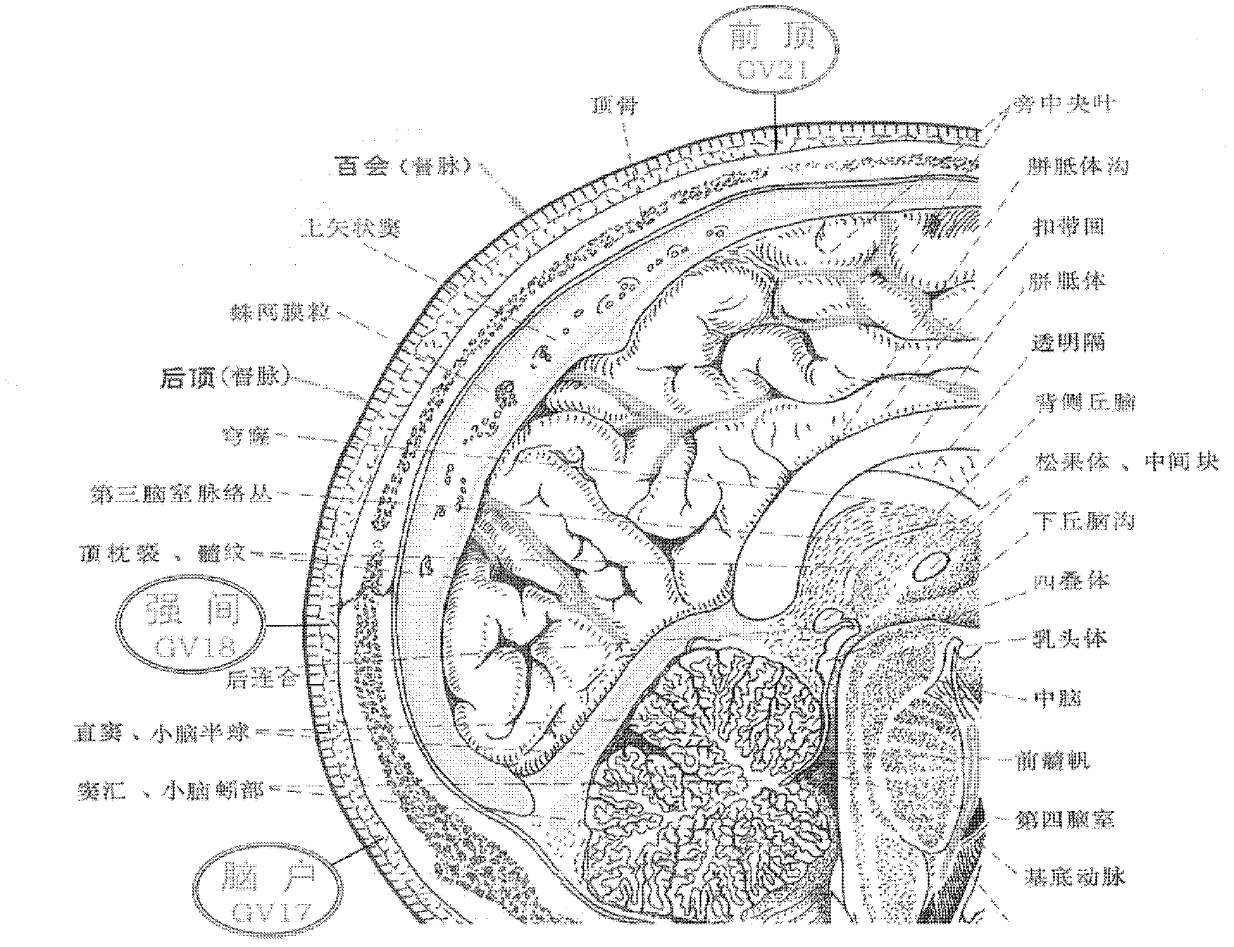 Manufacturing and identification method of meridian acupoint level anatomy teaching and research display specimen