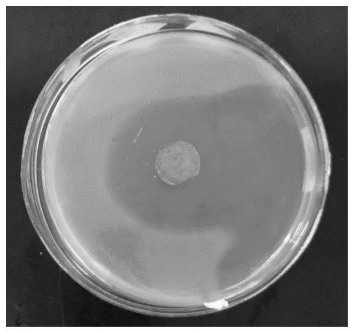 Preparation method of chitosan-loaded ciprofloxacin microsphere