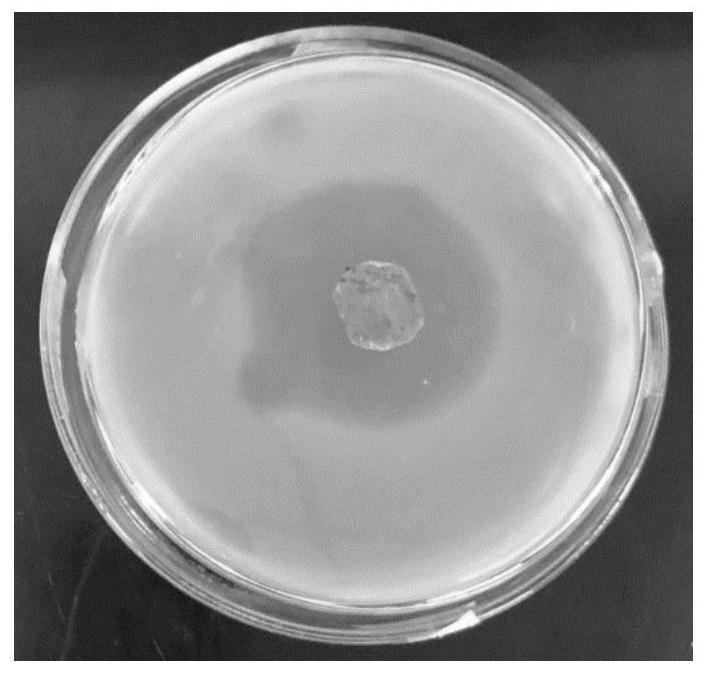 Preparation method of chitosan-loaded ciprofloxacin microsphere