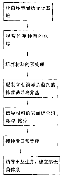 A New Method for Obtaining Aseptic System of Ornamental Arrowroot Tissue Culture