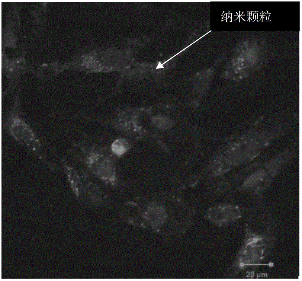 Application of a silver and platinum nanocluster in tumor-targeted imaging