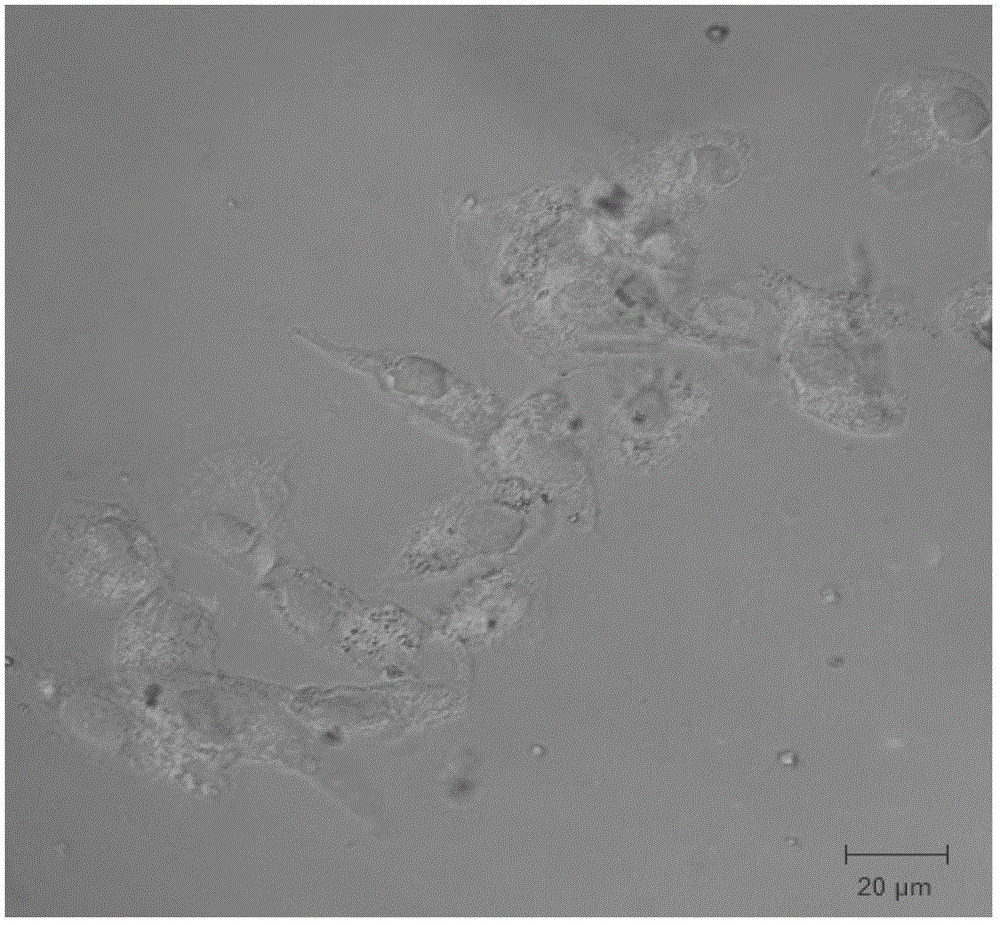 Application of a silver and platinum nanocluster in tumor-targeted imaging