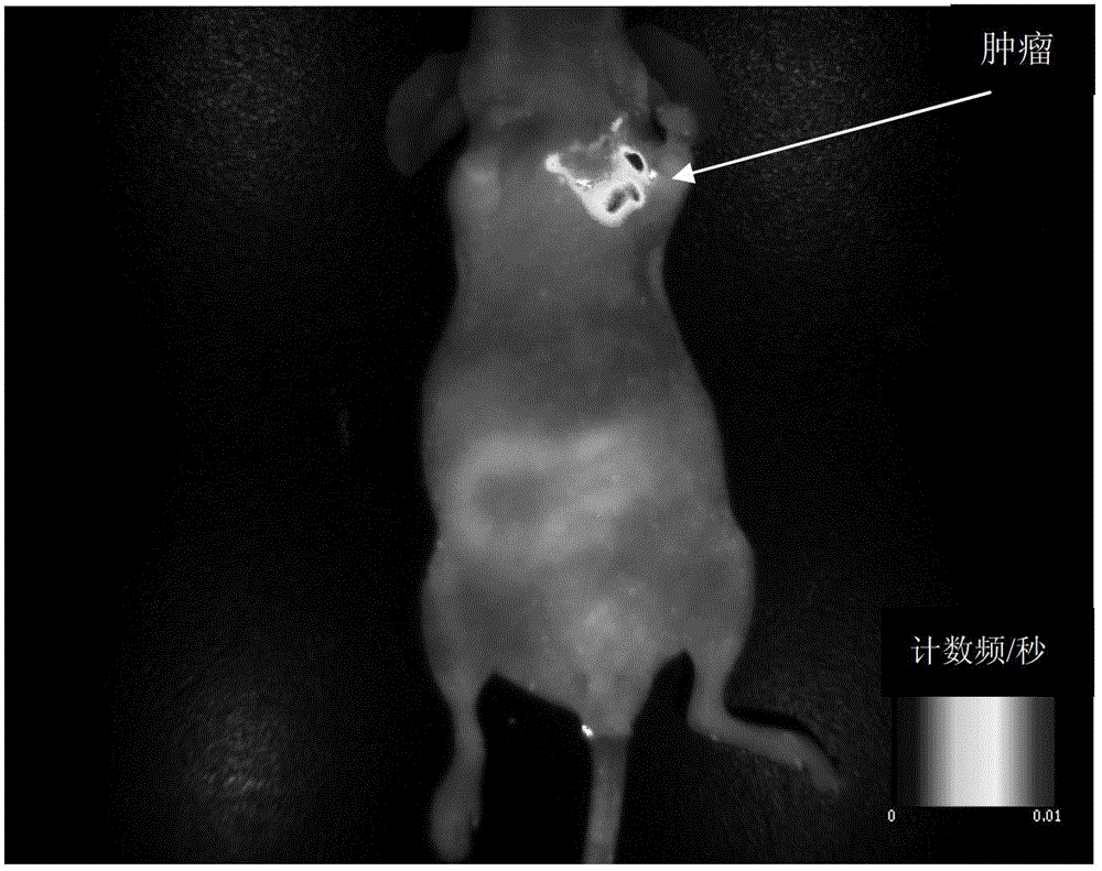 Application of a silver and platinum nanocluster in tumor-targeted imaging