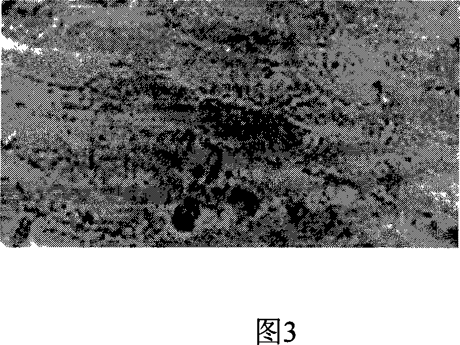 Agrobacterium mediated onion epidermis cell conversion method