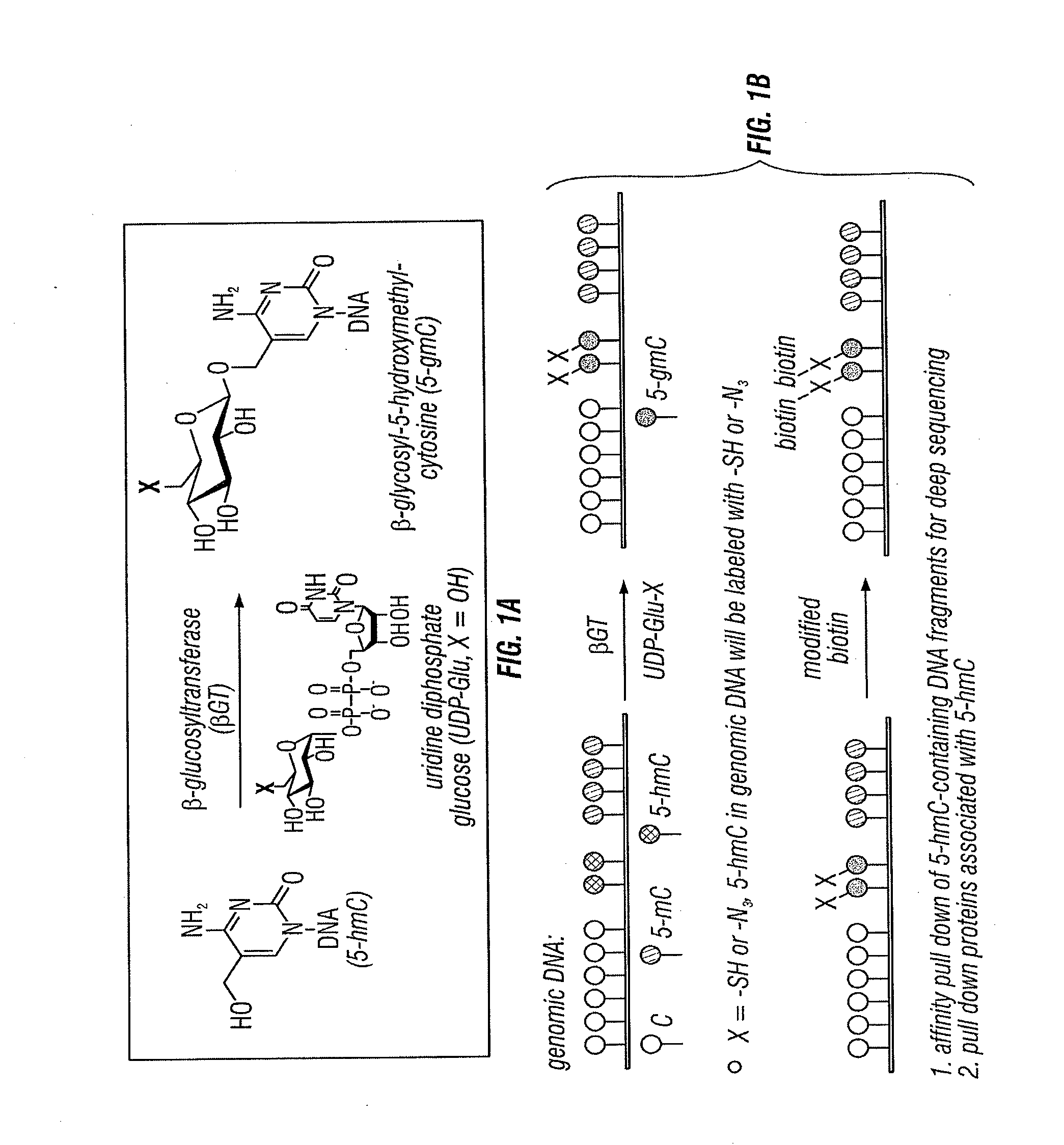 Composition and Methods Related to Modification of 5-Hydroxymethylcytosine (5-hmC)