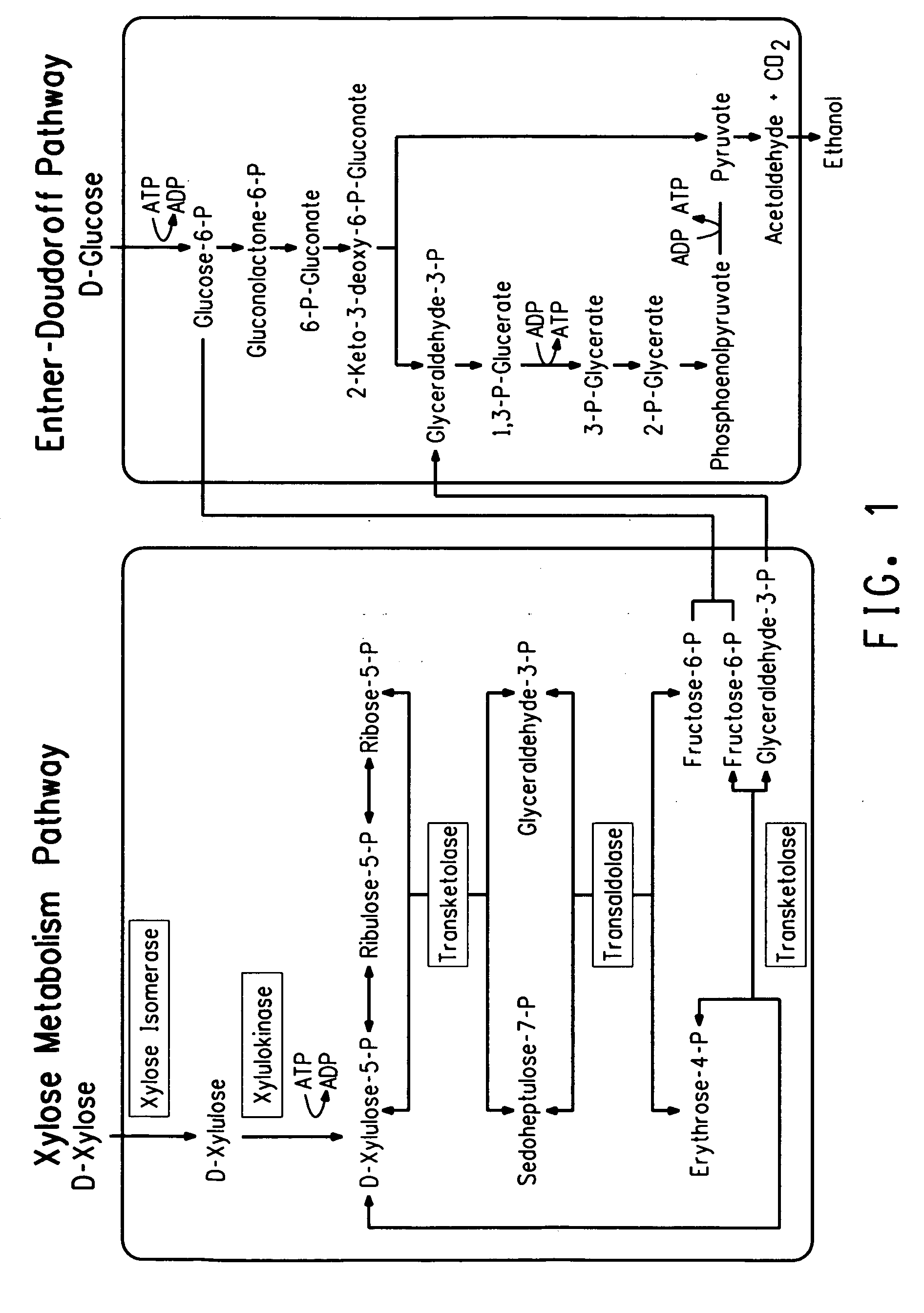 Xylitol synthesis mutant of xylose-utilizing zymomonas for ethanol production