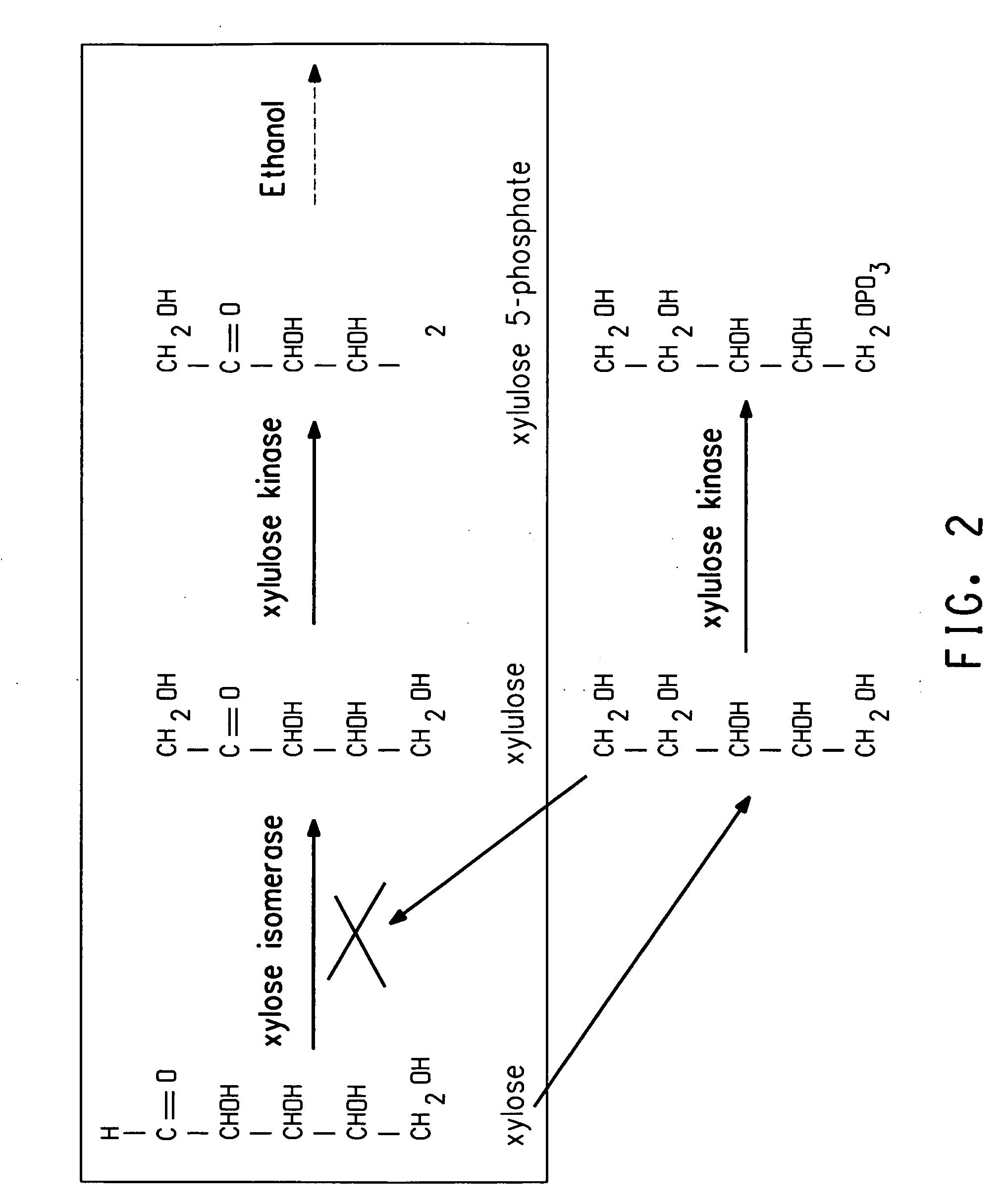 Xylitol synthesis mutant of xylose-utilizing zymomonas for ethanol production