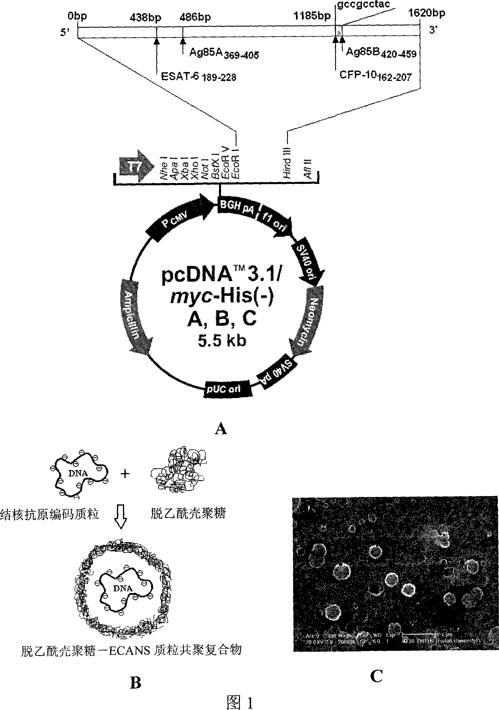 Tuberculosis gene vaccine assembled by chitosan delivery system and preparation method and use thereof