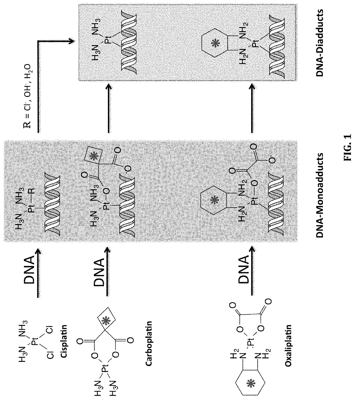 Cytotoxic Chemotherapy-Based Predictive Assays for Acute Myeloid Leukemia