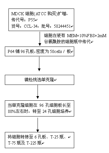 Non-tumorigenic MDCK cell line used for amplifying influenza viruses and screening method thereof