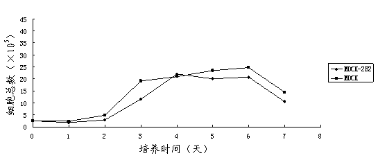 Non-tumorigenic MDCK cell line used for amplifying influenza viruses and screening method thereof