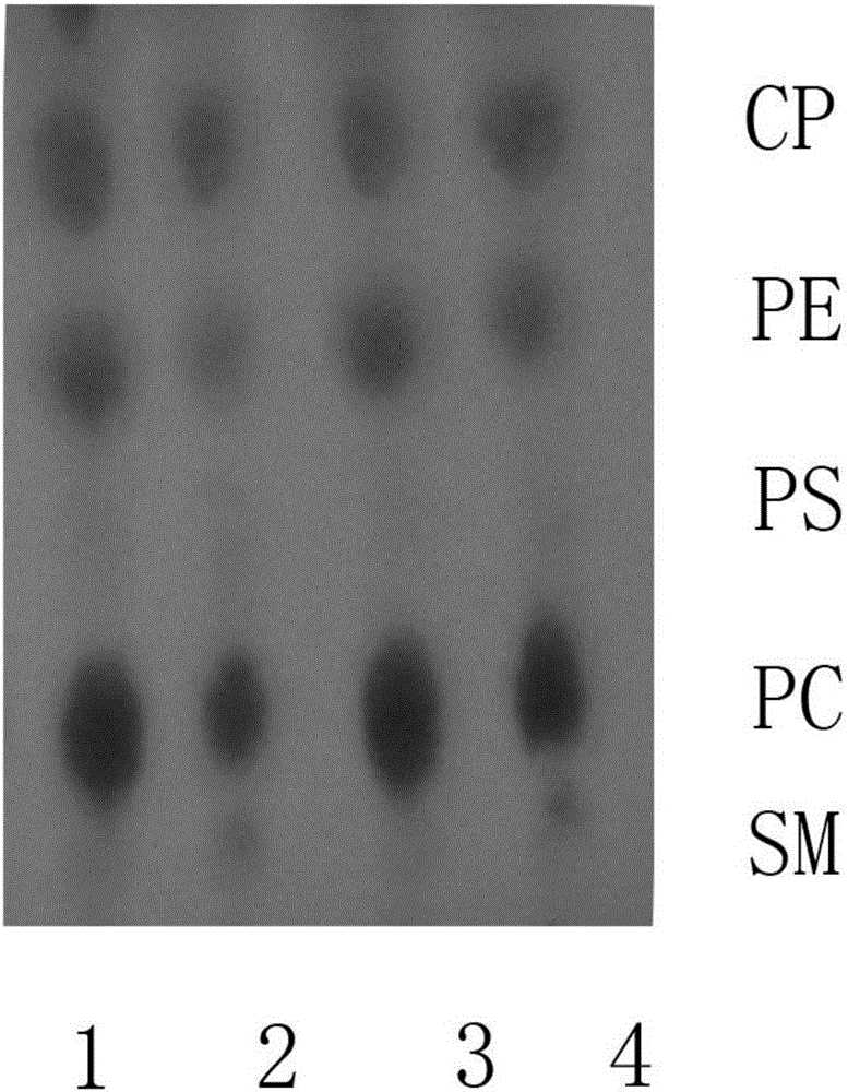 Method for preparing high-purity marine polyunsaturated fatty acid phospholipid by virtue of codfish viscera