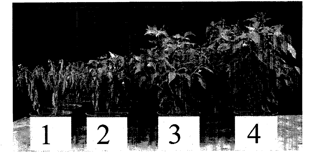 Antagonist bacterium for preventing and treating continuous cropping hot pepper epidemic disease and microbial organic fertilizer thereof