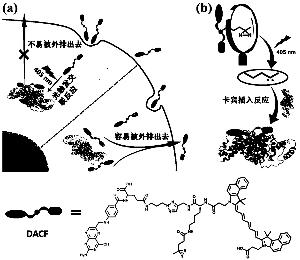 Ultraviolet light-triggered crosslinking near-infrared molecular probe as well as preparation method and application thereof