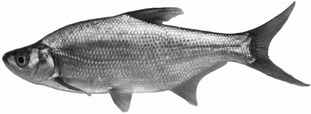 Subfamily distant hybridization method for Xenocypris davidi Bleeker and Erythroculter ilishaeformis Bleeker