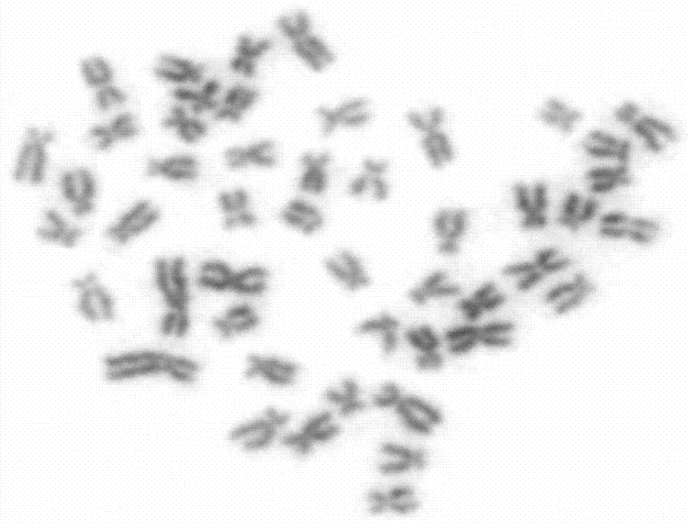 Subfamily distant hybridization method for Xenocypris davidi Bleeker and Erythroculter ilishaeformis Bleeker