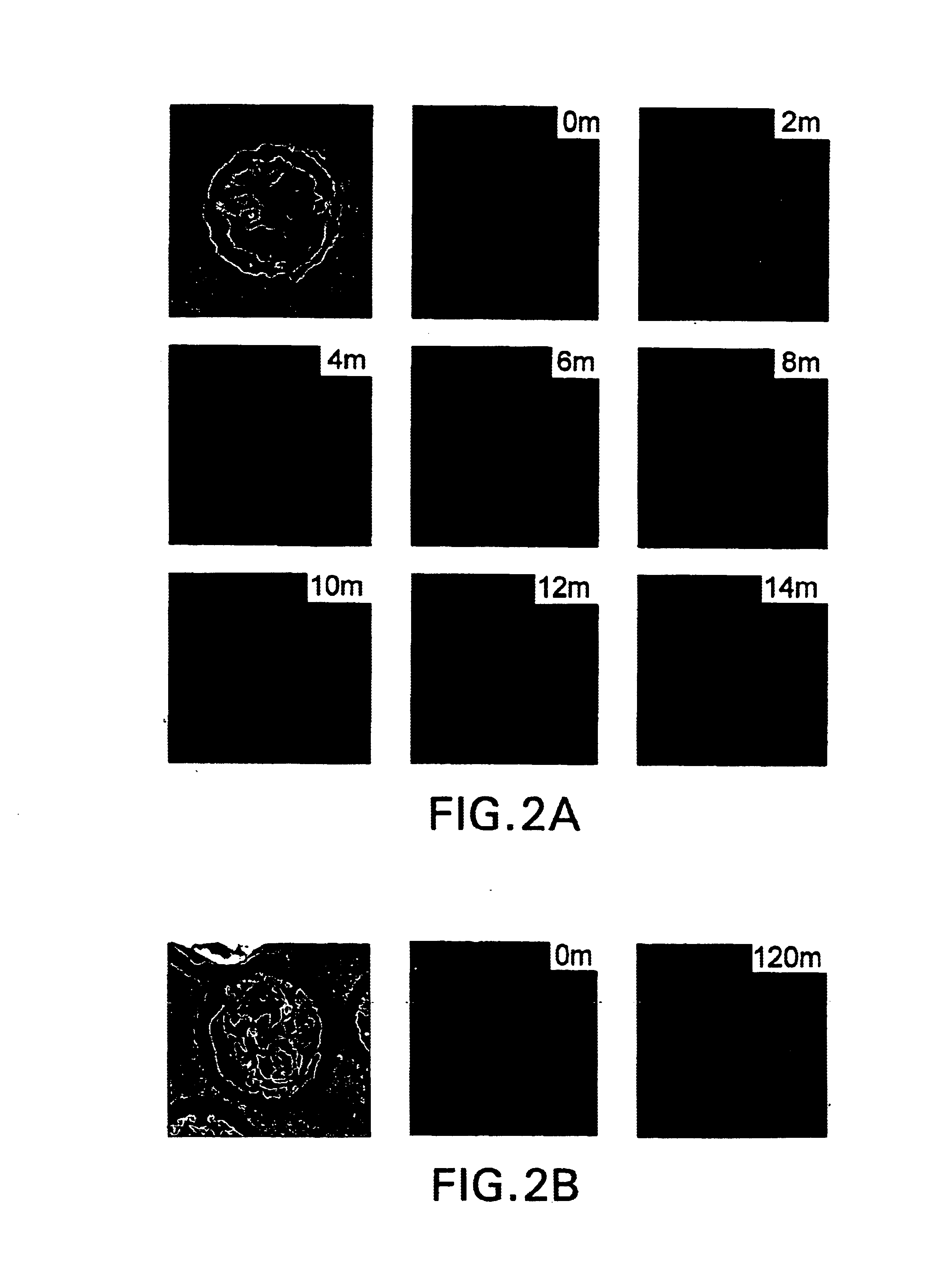 Purification of heat shock/stress protein cell surface receptors and their use as immunotherapeutic agents