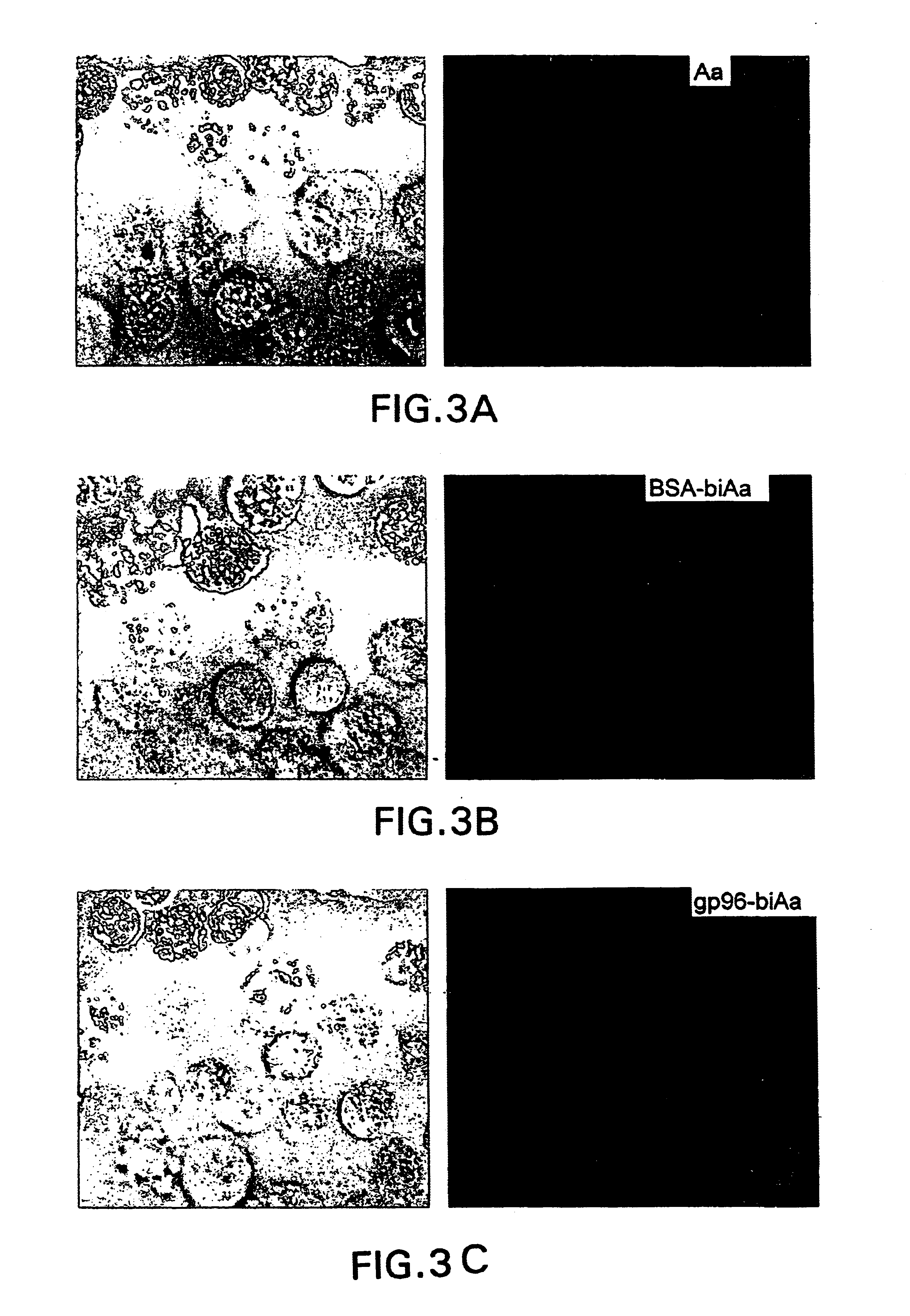 Purification of heat shock/stress protein cell surface receptors and their use as immunotherapeutic agents