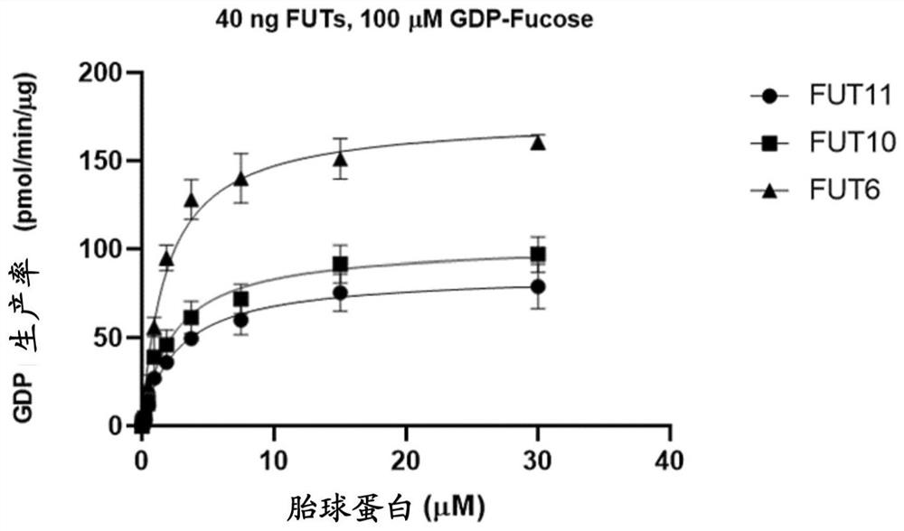 Recombinant human fucosyltransferase variant and application thereof