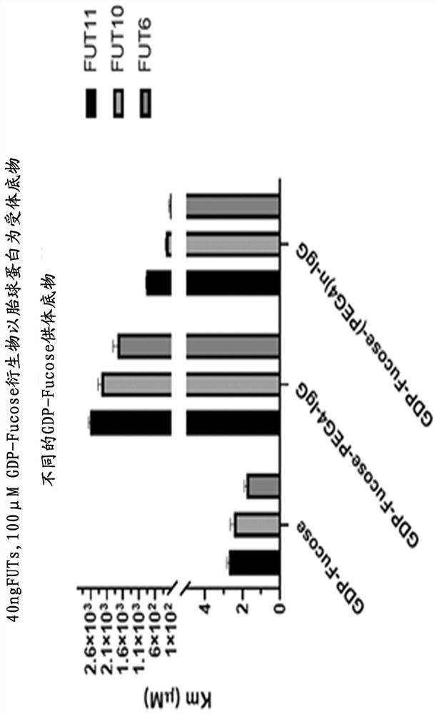 Recombinant human fucosyltransferase variant and application thereof