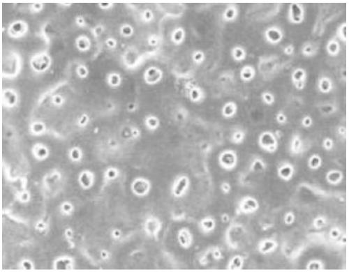 Anode dyeing process capable of fading colors without loss